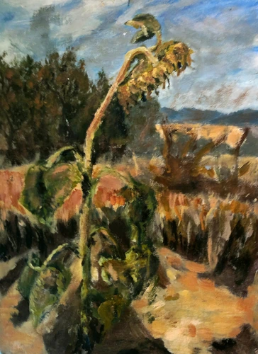 Sunflower by the Sekčov stream