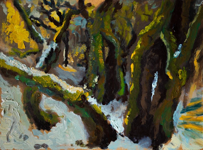 Winter forest near Bujačia lúka in Kremnica