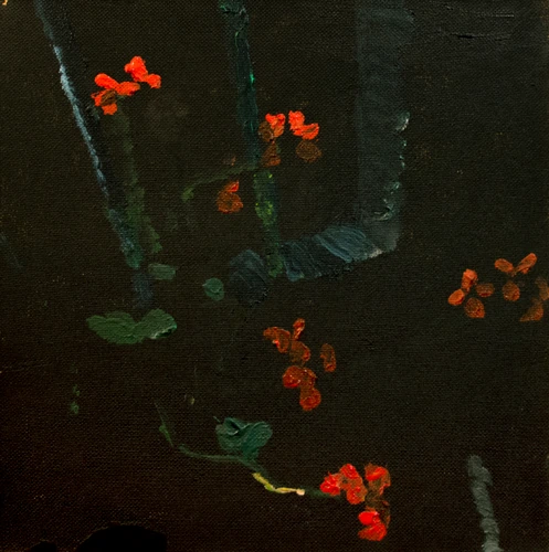 Pelargonium